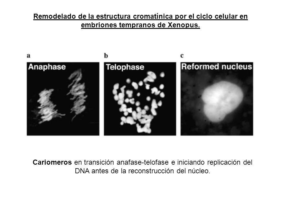 Remodelado de la estructura cromatínica por el ciclo celular en embriones tempranos de Xenopus.