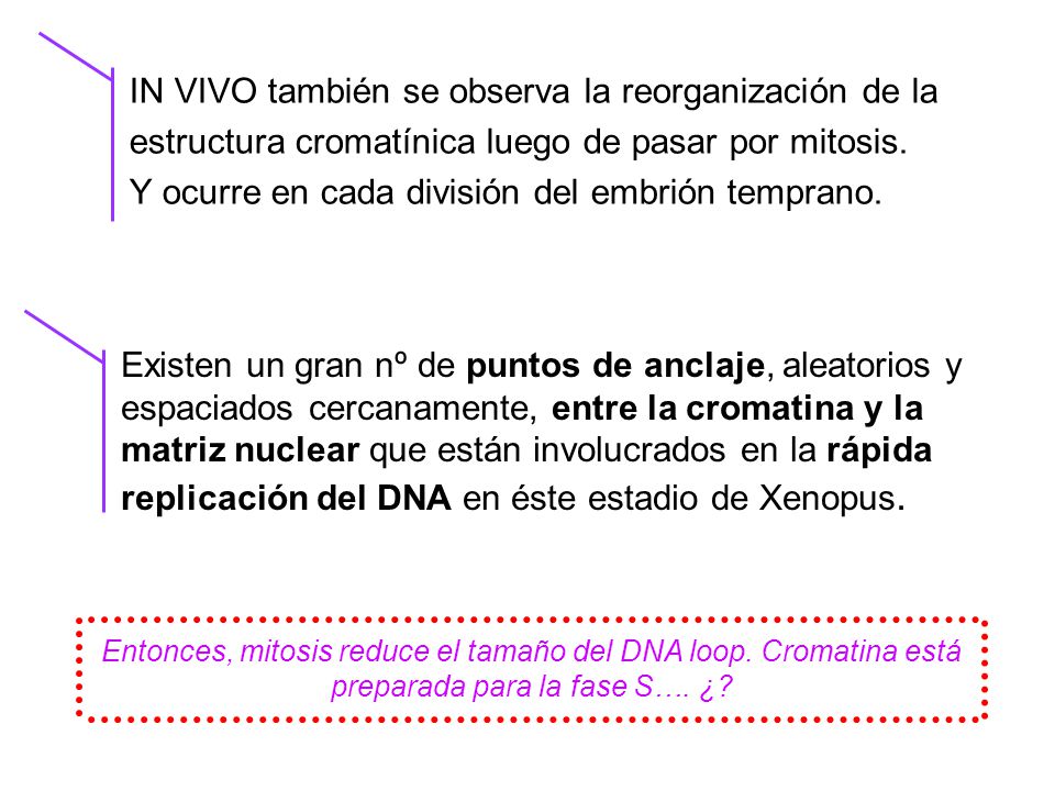 IN VIVO también se observa la reorganización de la