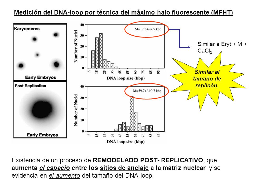 Medición del DNA-loop por técnica del máximo halo fluorescente (MFHT)