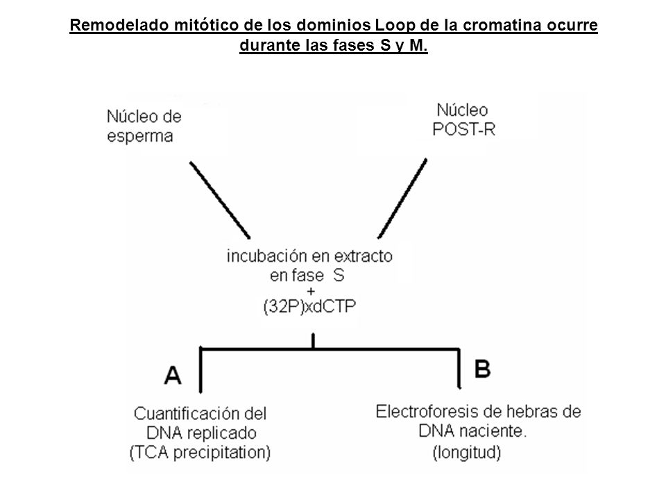 Remodelado mitótico de los dominios Loop de la cromatina ocurre durante las fases S y M.