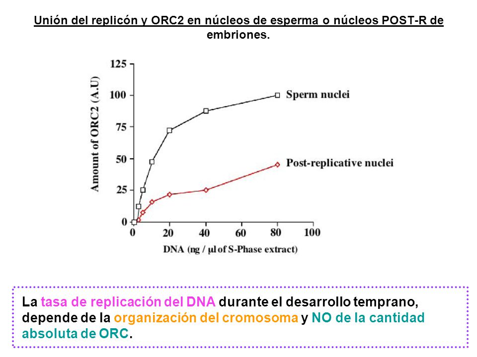 Unión del replicón y ORC2 en núcleos de esperma o núcleos POST-R de embriones.