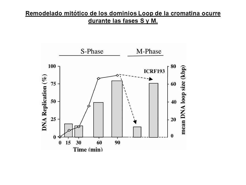 Remodelado mitótico de los dominios Loop de la cromatina ocurre durante las fases S y M.
