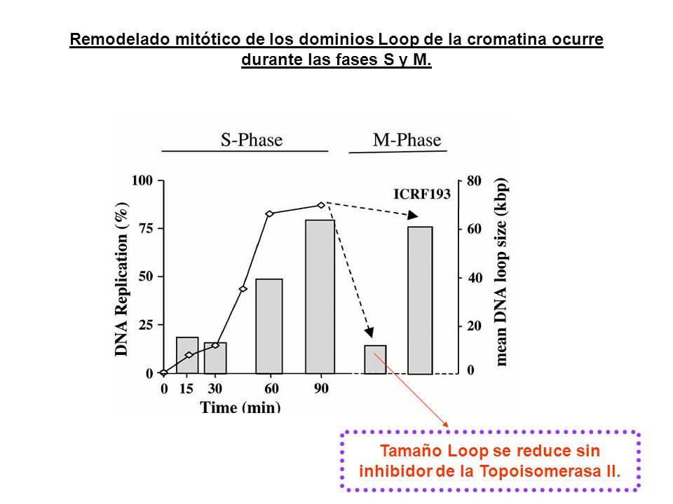 Tamaño Loop se reduce sin inhibidor de la Topoisomerasa II.