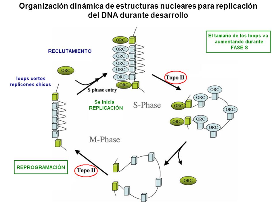 Organización dinámica de estructuras nucleares para replicación del DNA durante desarrollo