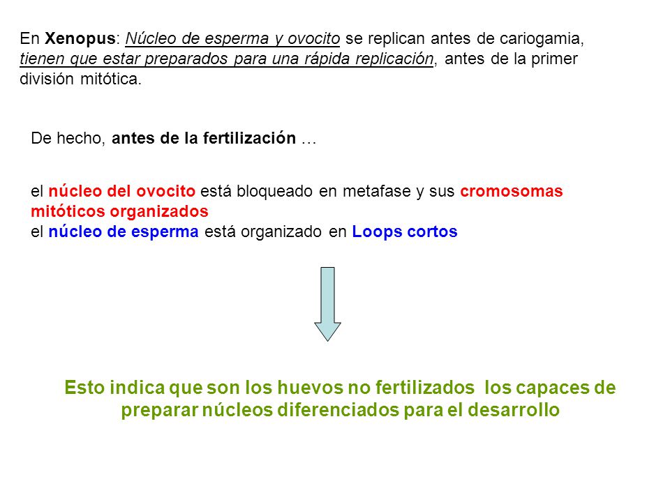 En Xenopus: Núcleo de esperma y ovocito se replican antes de cariogamia, tienen que estar preparados para una rápida replicación, antes de la primer división mitótica.