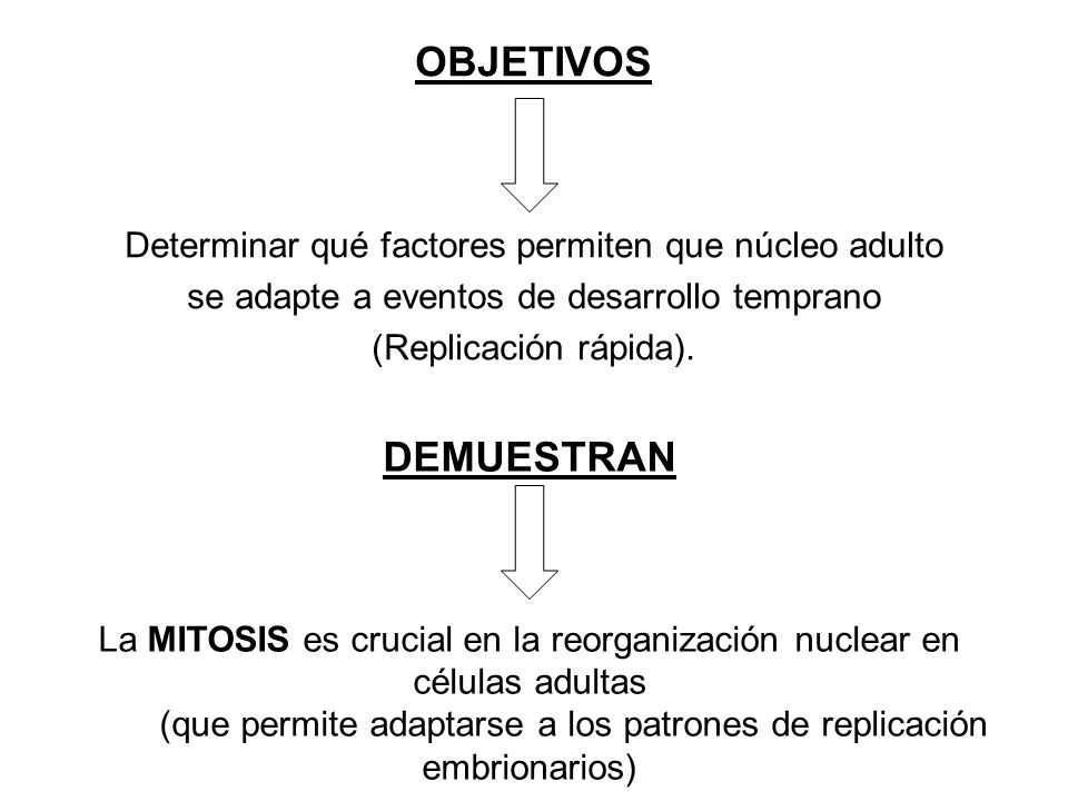 OBJETIVOS Determinar qué factores permiten que núcleo adulto. se adapte a eventos de desarrollo temprano.