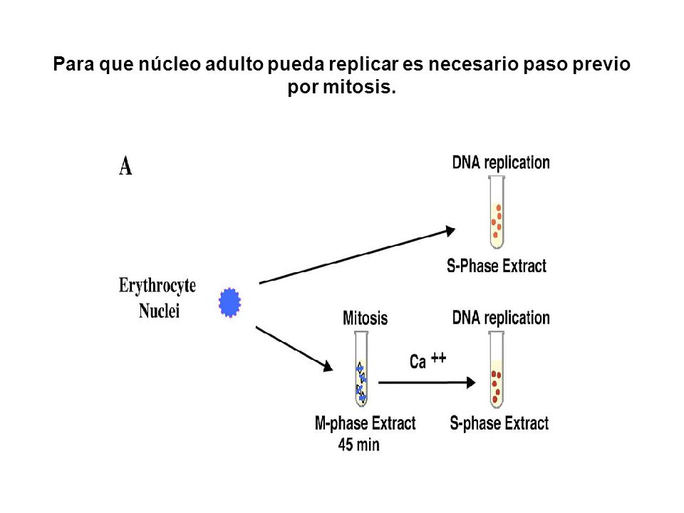 Para que núcleo adulto pueda replicar es necesario paso previo por mitosis.