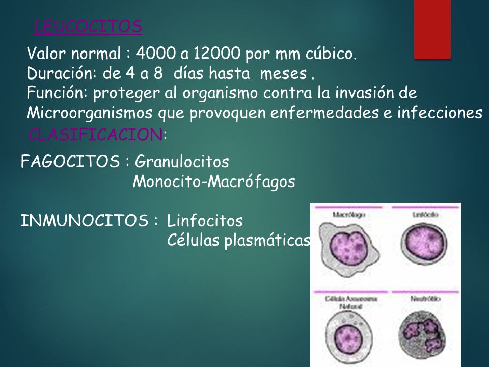 LEUCOCITOS Valor normal : 4000 a por mm cúbico. Duración: de 4 a 8 días hasta meses . Función: proteger al organismo contra la invasión de.