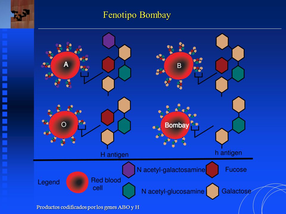 Fenotipo Bombay Productos codificados por los genes ABO y H
