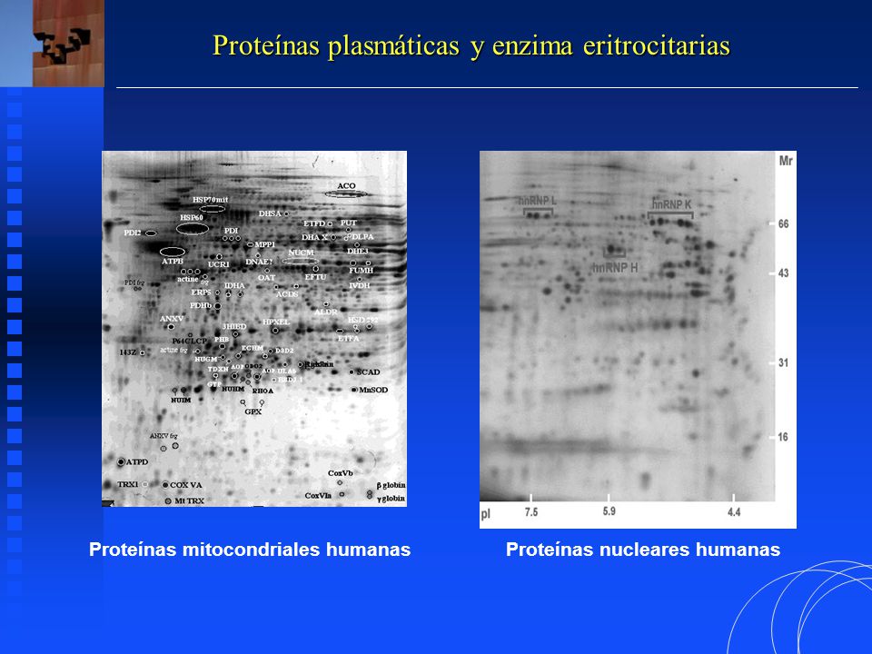 Proteínas plasmáticas y enzima eritrocitarias