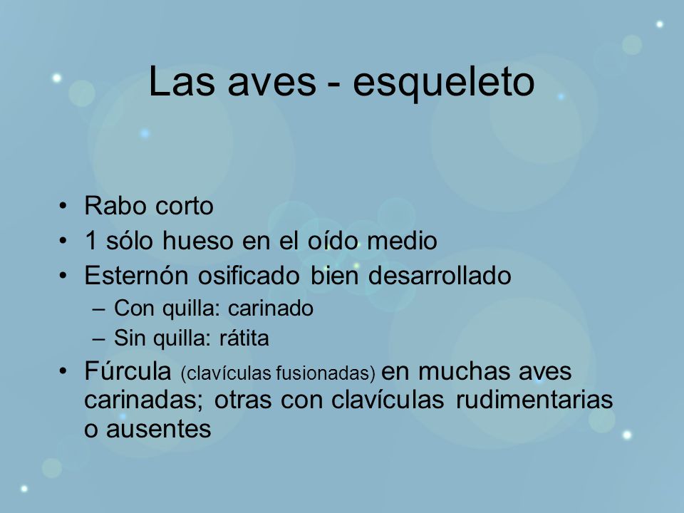 Las aves - esqueleto Rabo corto 1 sólo hueso en el oído medio
