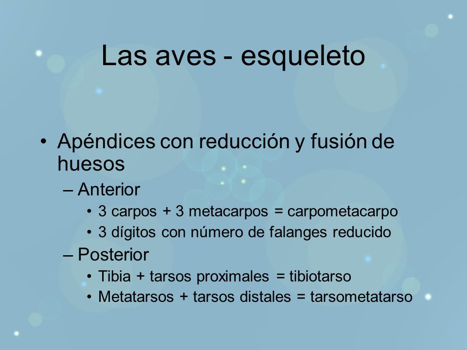 Las aves - esqueleto Apéndices con reducción y fusión de huesos
