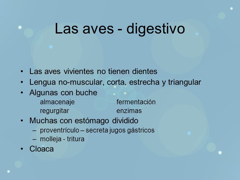 Las aves - digestivo Las aves vivientes no tienen dientes