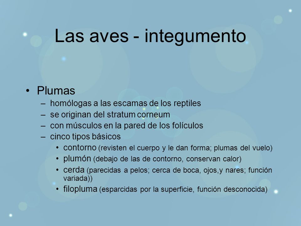 Las aves - integumento Plumas homólogas a las escamas de los reptiles