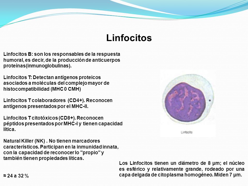 Linfocitos Linfocitos B: son los responsables de la respuesta humoral, es decir, de la producción de anticuerpos proteínas(inmunoglobulinas).