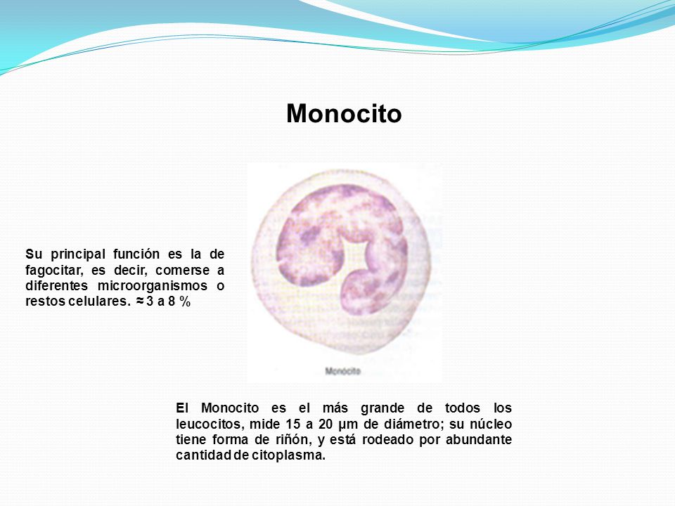 Monocito Su principal función es la de fagocitar, es decir, comerse a diferentes microorganismos o restos celulares. ≈ 3 a 8 %