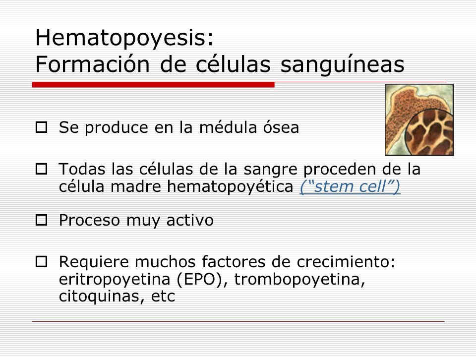 Hematopoyesis: Formación de células sanguíneas