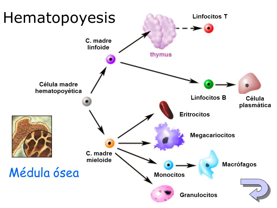 Hematopoyesis Médula ósea Linfocitos T C. madre linfoide Célula madre