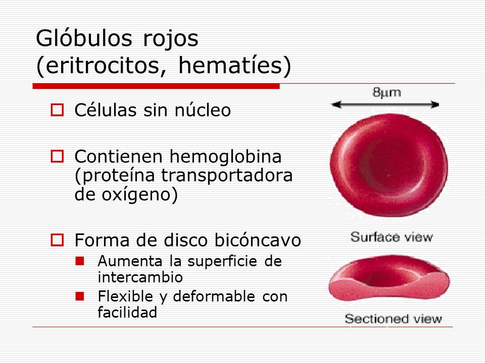 Glóbulos rojos (eritrocitos, hematíes)