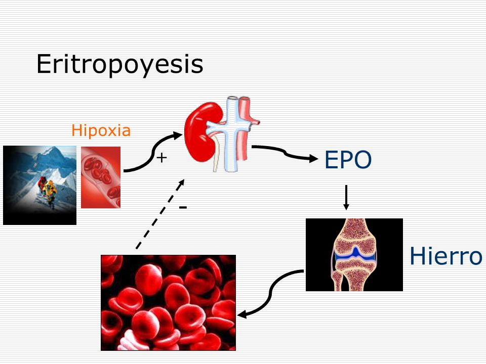 Eritropoyesis Hipoxia + EPO - Hierro