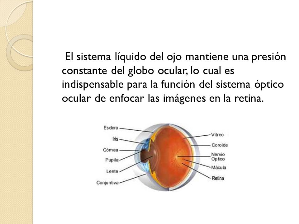 El sistema líquido del ojo mantiene una presión constante del globo ocular, lo cual es indispensable para la función del sistema óptico ocular de enfocar las imágenes en la retina.