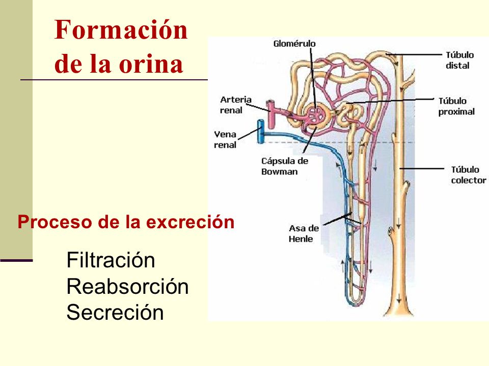 Formación de la orina Filtración Reabsorción Secreción