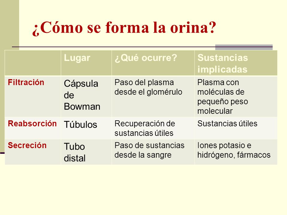 ¿Cómo se forma la orina Lugar ¿Qué ocurre Sustancias implicadas