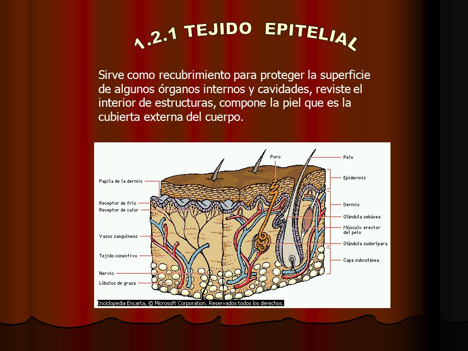 1.2.1 TEJIDO EPITELIAL Sirve como recubrimiento para proteger la superficie. de algunos órganos internos y cavidades, reviste el.