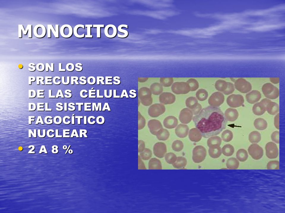 MONOCITOS SON LOS PRECURSORES DE LAS CÉLULAS DEL SISTEMA FAGOCÍTICO NUCLEAR 2 A 8 %