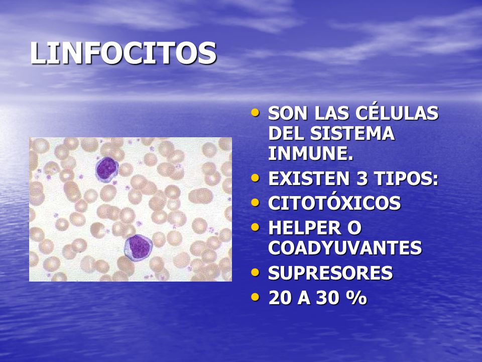LINFOCITOS SON LAS CÉLULAS DEL SISTEMA INMUNE. EXISTEN 3 TIPOS: