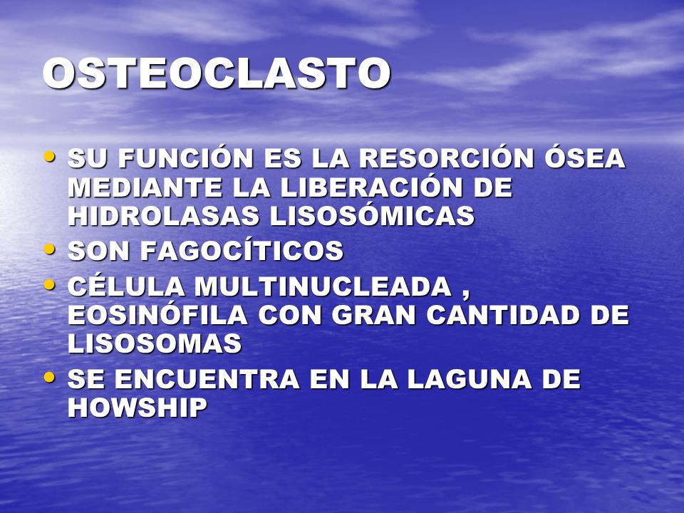 OSTEOCLASTO SU FUNCIÓN ES LA RESORCIÓN ÓSEA MEDIANTE LA LIBERACIÓN DE HIDROLASAS LISOSÓMICAS. SON FAGOCÍTICOS.