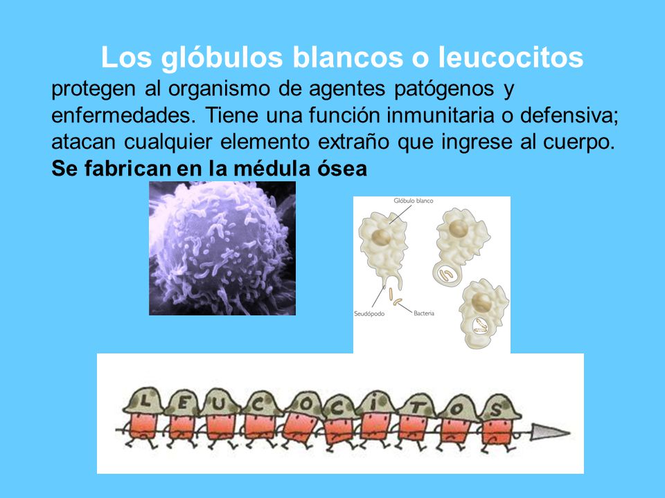 Los glóbulos blancos o leucocitos protegen al organismo de agentes patógenos y enfermedades.