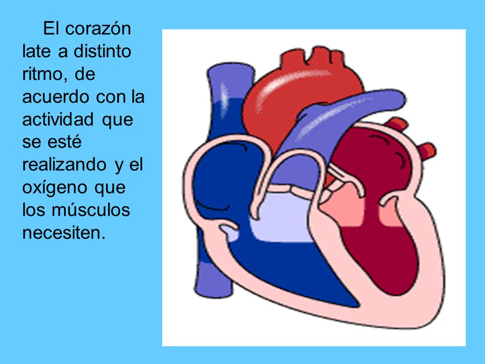 El corazón late a distinto ritmo, de acuerdo con la actividad que se esté realizando y el oxígeno que los músculos necesiten.