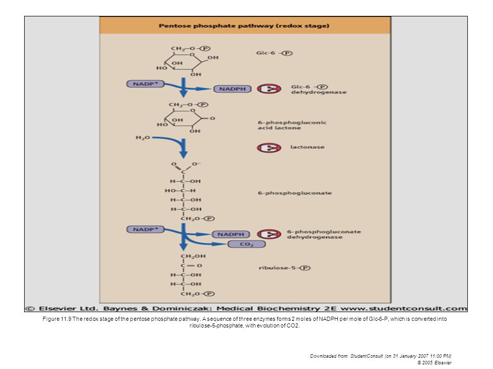 Figure The redox stage of the pentose phosphate pathway