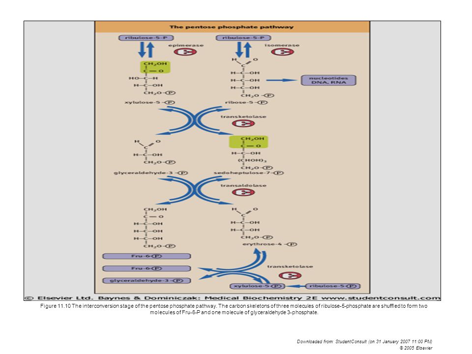 Figure The interconversion stage of the pentose phosphate pathway. The carbon skeletons of three molecules of ribulose-5-phosphate are shuffled to form two molecules of Fru-6-P and one molecule of glyceraldehyde 3-phosphate.