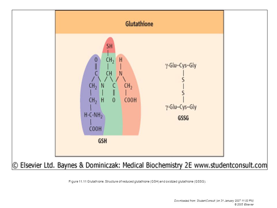 Figure Glutathione. Structure of reduced glutathione (GSH) and oxidized glutathione (GSSG).
