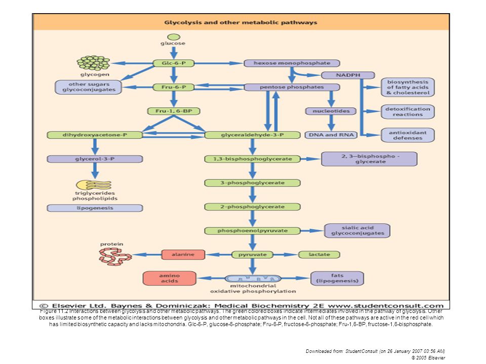 Figure 11.2 Interactions between glycolysis and other metabolic pathways. The green colored boxes indicate intermediates involved in the pathway of glycolysis. Other boxes illustrate some of the metabolic interactions between glycolysis and other metabolic pathways in the cell. Not all of these pathways are active in the red cell which has limited biosynthetic capacity and lacks mitochondria. Glc-6-P, glucose-6-phosphate; Fru-6-P, fructose-6-phosphate; Fru-1,6-BP, fructose-1,6-bisphosphate.