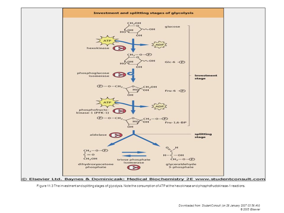 Figure The investment and splitting stages of glycolysis