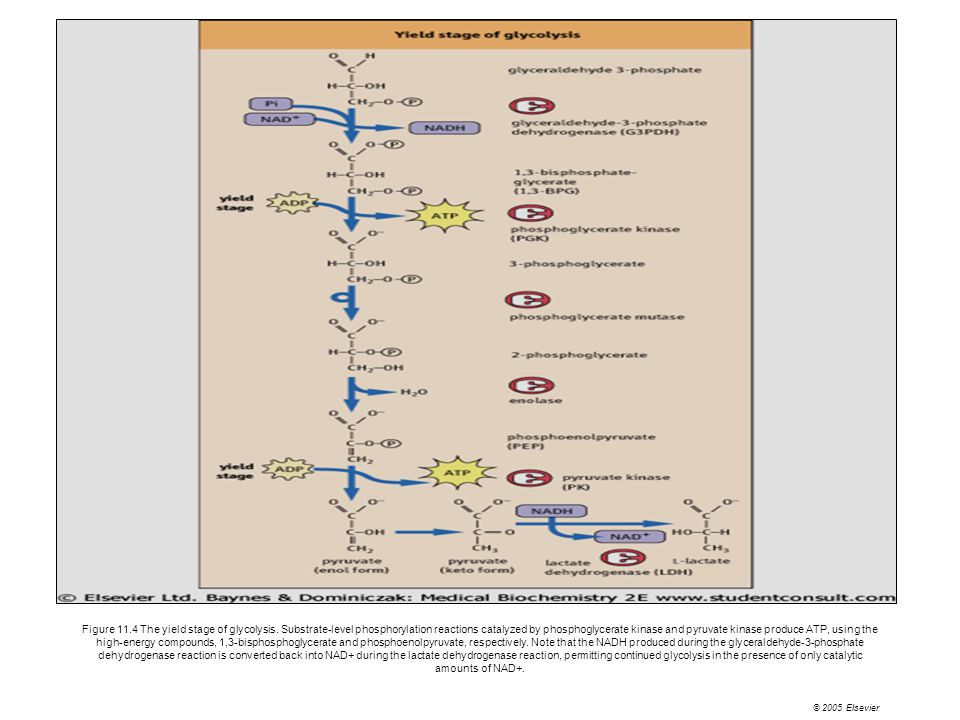 Figure The yield stage of glycolysis