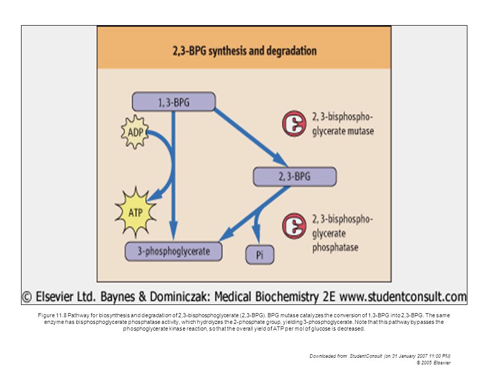 Figure 11.8 Pathway for biosynthesis and degradation of 2,3-bisphosphoglycerate (2,3-BPG). BPG mutase catalyzes the conversion of 1,3-BPG into 2,3-BPG. The same enzyme has bisphosphoglycerate phosphatase activity, which hydrolyzes the 2-phosphate group, yielding 3-phosphoglycerate. Note that this pathway bypasses the phosphoglycerate kinase reaction, so that the overall yield of ATP per mol of glucose is decreased.