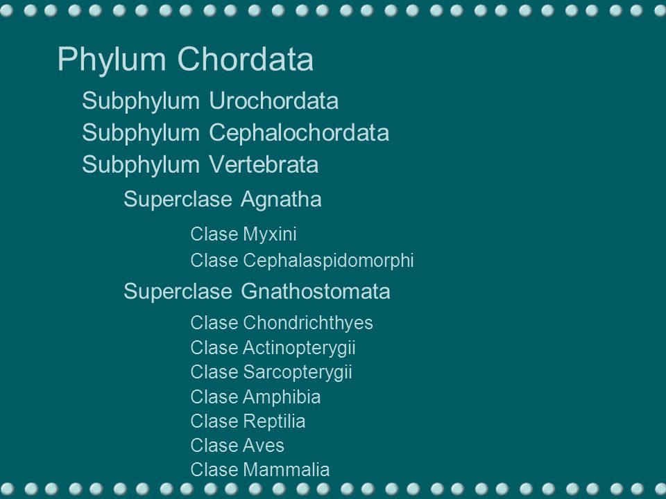 Phylum Chordata Subphylum Urochordata Superclase Agnatha Clase Myxini