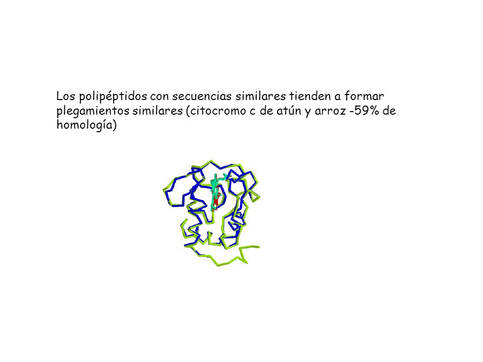 Los polipéptidos con secuencias similares tienden a formar plegamientos similares (citocromo c de atún y arroz -59% de homología)