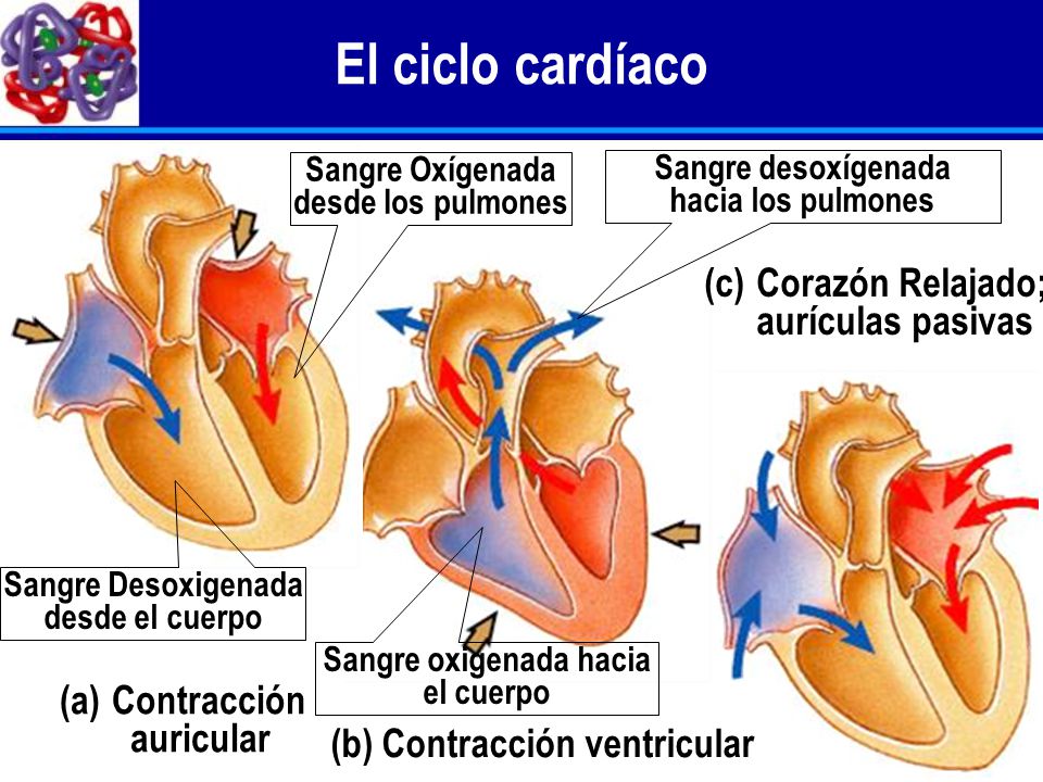 El ciclo cardíaco (c) Corazón Relajado; aurículas pasivas Contracción
