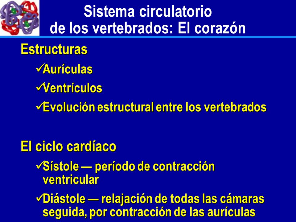 Sistema circulatorio de los vertebrados: El corazón
