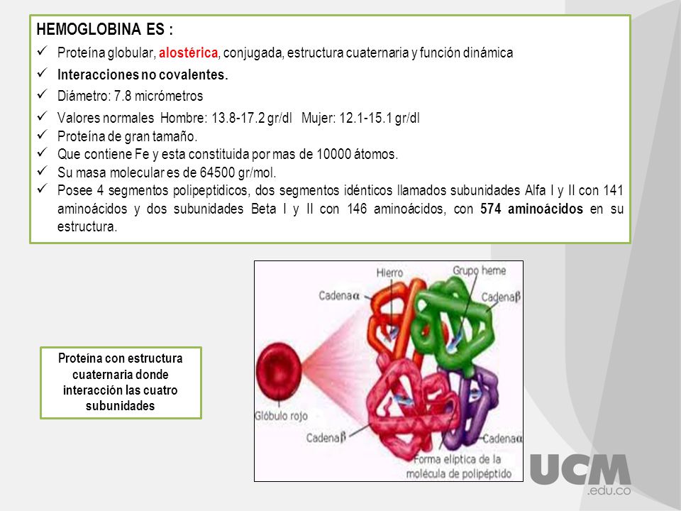 HEMOGLOBINA ES : Proteína globular, alostérica, conjugada, estructura cuaternaria y función dinámica.