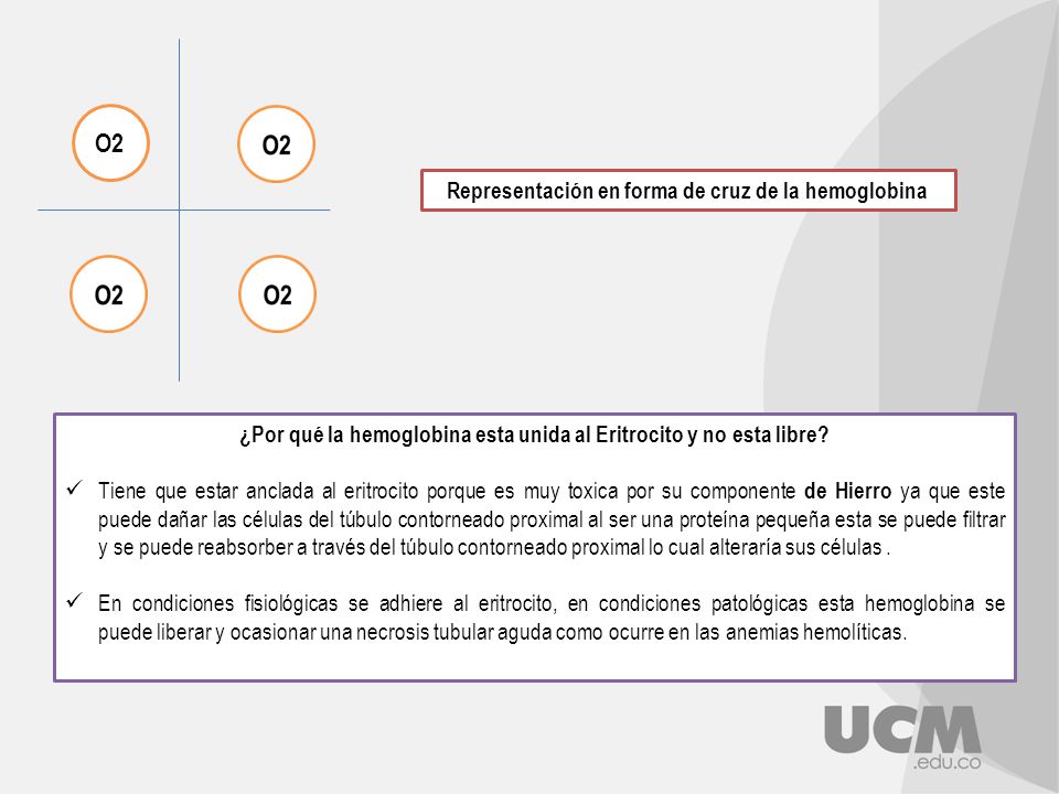 O2 Representación en forma de cruz de la hemoglobina