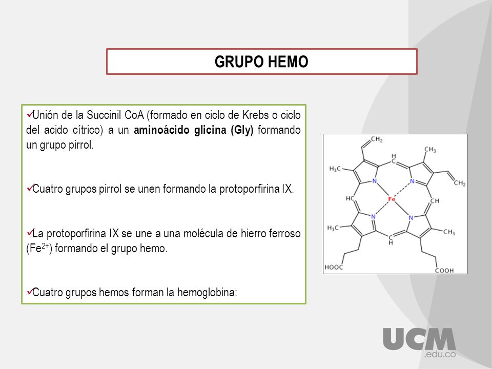 GRUPO HEMO Unión de la Succinil CoA (formado en ciclo de Krebs o ciclo del acido cítrico) a un aminoácido glicina (Gly) formando un grupo pirrol.