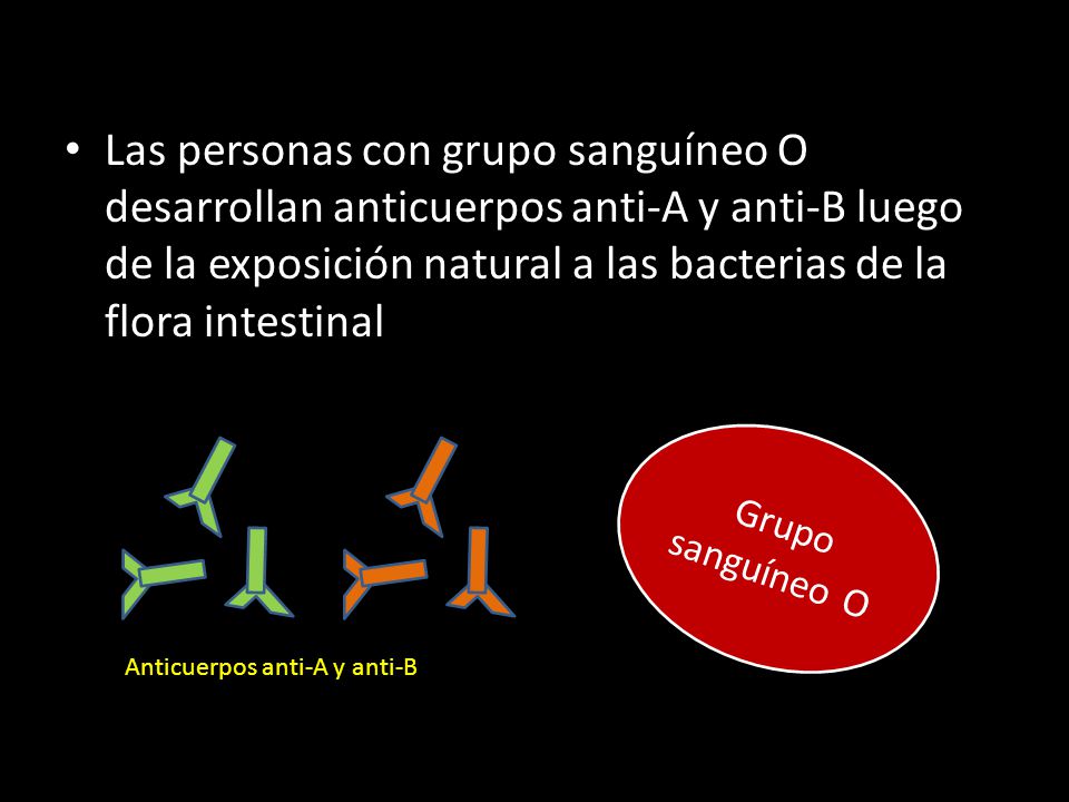 Las personas con grupo sanguíneo O desarrollan anticuerpos anti-A y anti-B luego de la exposición natural a las bacterias de la flora intestinal