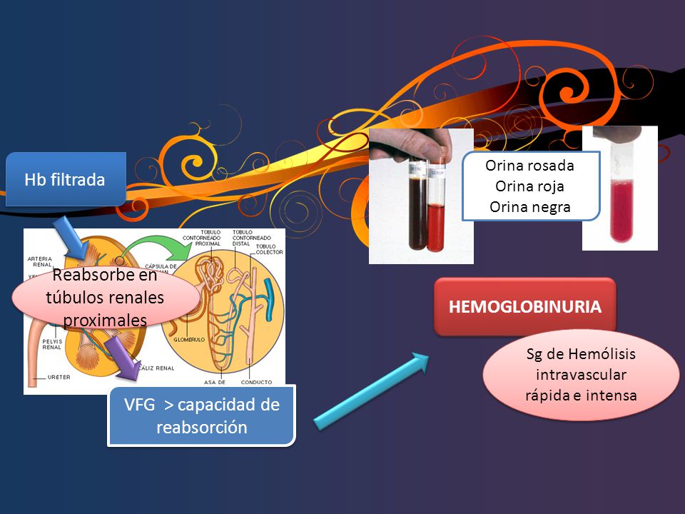 Reabsorbe en túbulos renales proximales