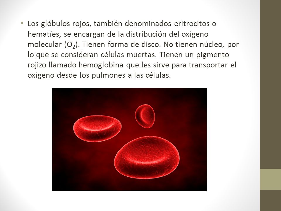 Los glóbulos rojos, también denominados eritrocitos o hematíes, se encargan de la distribución del oxígeno molecular (O2).